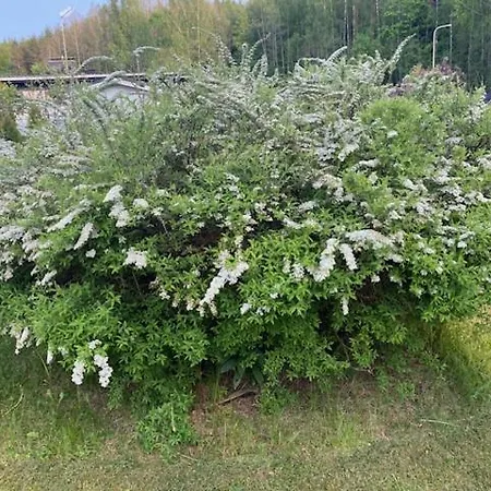 Teijo's Cozy House Teijo